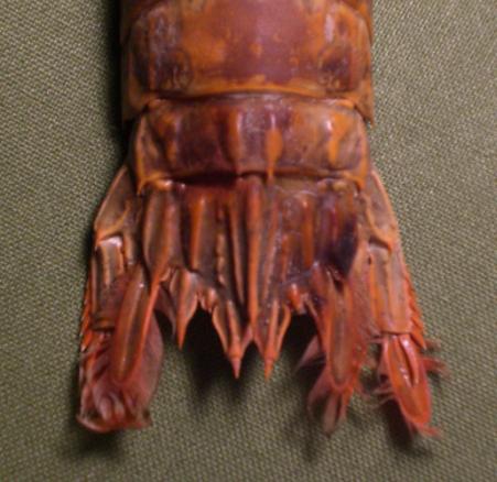 faughnia formosae T.F.C. 5-6 AS e telson 1.bmp